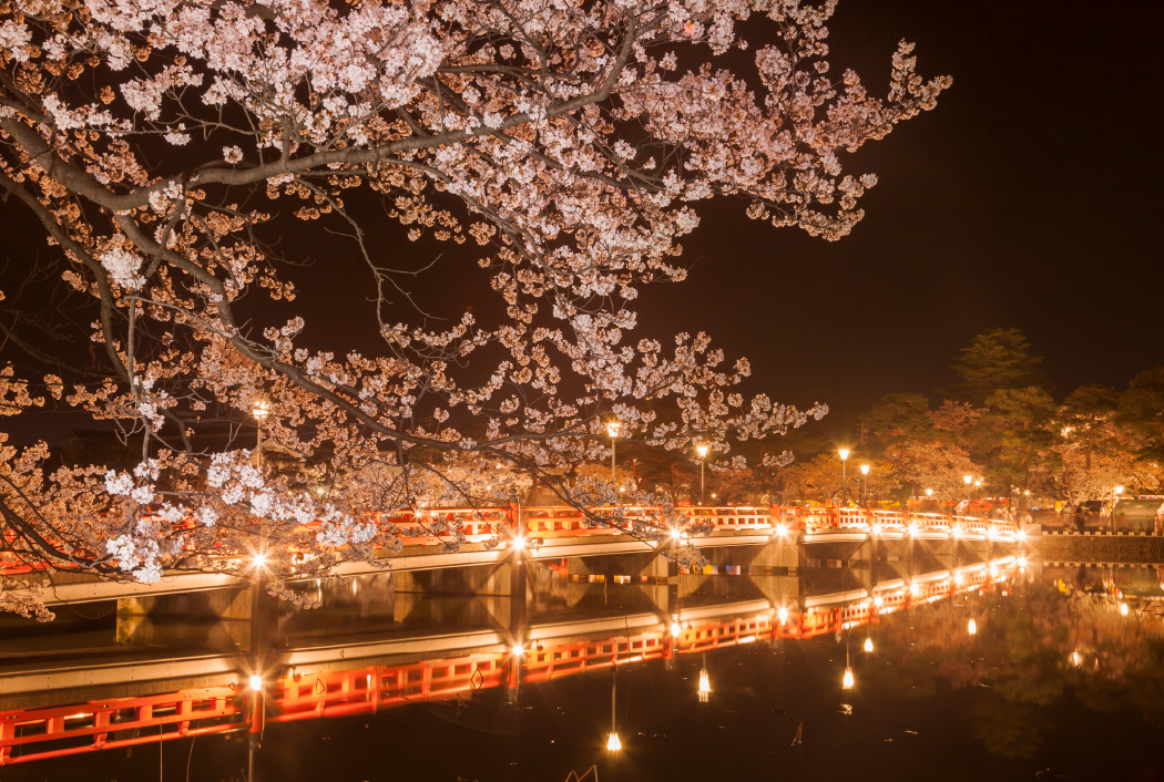 高田城址公園の夜桜